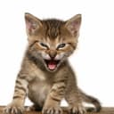 Roaring Kitty tweets a company ticker/name by Friday?